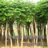 千頭椿長期供應(yīng)，河北千頭椿廠家