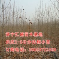 處理山東濟(jì)寧法桐樹(shù)苗1公分，2公分報(bào)價(jià)