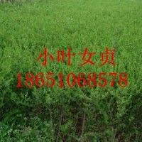 沭陽(yáng)小葉女貞基地、沭陽(yáng)賣小葉女貞、沭陽(yáng)小葉女貞種植