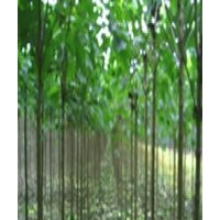 周口楸樹最新價格2公分7元.3公分15元，超低價