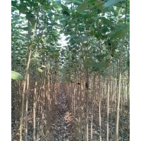 毛白楊炮捻批發(fā)-毛白楊炮捻行情-毛白楊炮捻最新價(jià)格