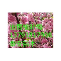 山東泰安榆葉梅