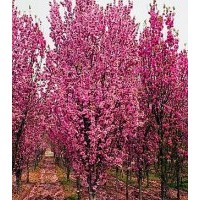 山東泰安龍柱碧桃