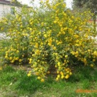 豐花月季、劍麻、