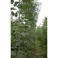 山東濰坊白蠟繁育基地，李梅