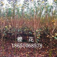 紫薇、紫葉李、櫻花、欒樹、直柳、西府海棠、紅楓