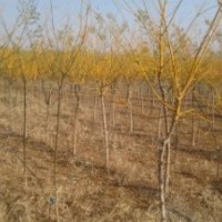 金枝槐接穗，種條