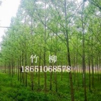 竹柳苗、直柳、垂柳、垂柳苗、竹柳、馬褂木、七葉樹