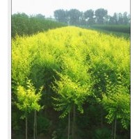 柏利苗圃；出售;速生柳‘垂柳，火炬，榆樹(shù)，國(guó)槐，金葉榆等。。