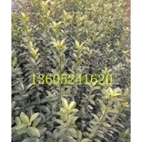 江蘇50--100公分高大葉黃楊苗銷售