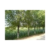 欒樹、五角楓、銀杏、法桐、白蠟