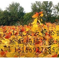 金紅楊價格/金紅楊行情/金紅楊批發(fā)