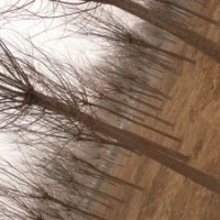 苗木基地急售10公分11公分12公分國槐