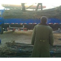 低價(jià)大量供應(yīng)