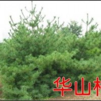 供應(yīng)華山松