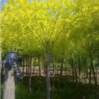 河北哪里有買賣金葉榆的——保定金葉榆基地
