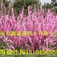 東北連翹,丁香，蘭葉忍冬，山桃稠李，五角楓