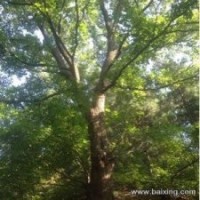 常年出售綠化、園林、風(fēng)景樹(shù)！五角楓樹(shù)（元寶楓） 胸莖10～70公