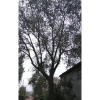 供應各種規(guī)格白蠟、國槐、柳樹、等各種落葉喬木