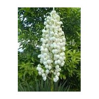 供應高桿女貞、國槐、欒樹、石蘭