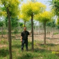 2014國槐 合歡 法桐等大量銷售