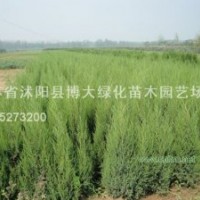 北京檜、蜀檜、龍柏、直升龍柏、西安檜、鋪地柏