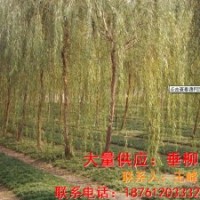 供應垂柳樹苗 垂柳苗木價格 垂柳樹苗批發(fā)