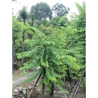 供應(yīng)羊蹄甲 熟貨羊蹄甲低價(jià) 成都羊蹄甲 成都萬(wàn)樹(shù)園林