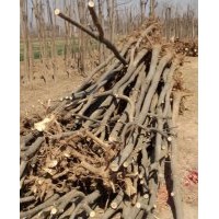 國槐苗，6-20公分國槐