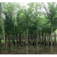 大量供應(yīng)28公分29公分30公分國槐(裸根截桿，土球全冠）價格