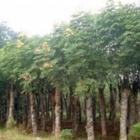 量供應(yīng)31,32,33公分國槐(裸根截桿，土球全冠）價格