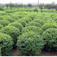 小葉女貞小苗，小葉女貞球，湖南小葉女貞價格