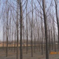 速生楊107片林8到15公分，量大處理