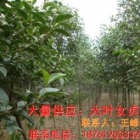 大葉女貞樹供應(yīng)商