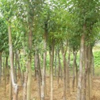 供應(yīng)大葉女貞的價(jià)格