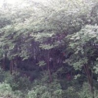 叢生紫薇2到4米的冠