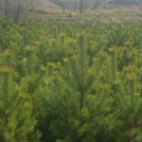 供應(yīng)1米樟子松