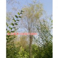 垂柳價(jià)格河北木蘭苗木種植基地