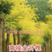 千頭椿報(bào)價河北木蘭苗木種植基地