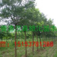 哪里有6-8公分國(guó)槐