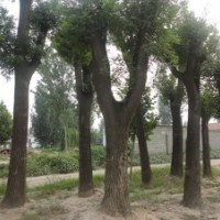 山東國槐一年冒價格