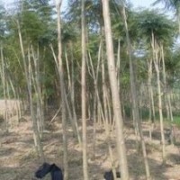 藍(lán)花楹 福建藍(lán)花楹 漳州藍(lán)花楹 四川藍(lán)花楹 溫江藍(lán)花楹