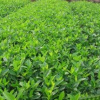 1米大葉黃楊球報(bào)價