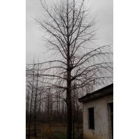 大量供應35公分銀杏實生樹