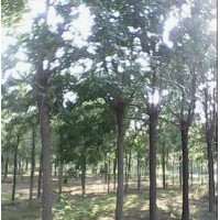 供應(yīng)各種規(guī)格國槐、法桐、合歡、