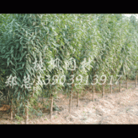 大量美國(guó)紅楓、龍柱碧桃、華龍楊、全紅楊、菊花桃等工程苗