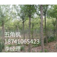 各種規(guī)格綠化喬木、彩葉小喬木、花灌木、宿根花卉等。