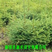 20-30公分 云杉營養(yǎng)袋 成活率高