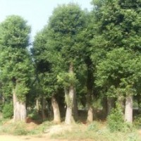 35公分香樟 40公分骨架香樟 50公分移栽香樟樹價格