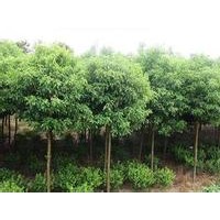 供應(yīng)3米殺頭香樟 切桿香樟樹價格 5-8公分香樟小苗